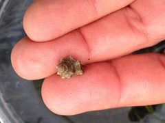 Ocinebrina