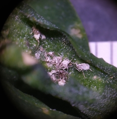 Hayhurstia atriplicis