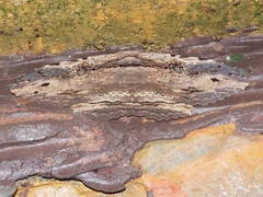 Anisoneura aluco