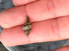 Ocinebrina