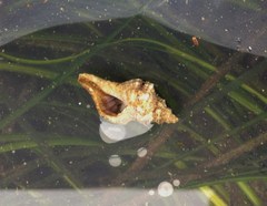 Ocinebrina