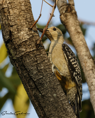 Melanerpes aurifrons
