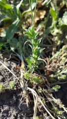 Epilobium campestre