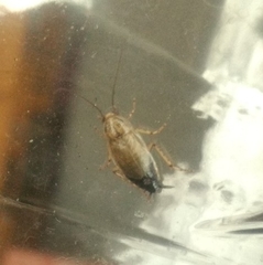Latiblattella tarasca