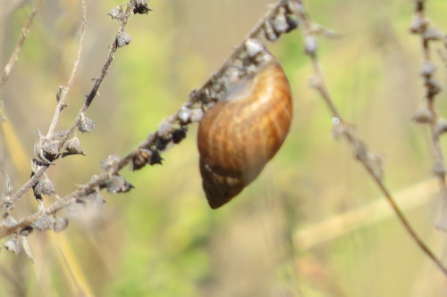 Bulimulus bonariensis image