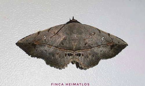 Renodes curviluna