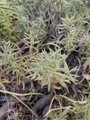 Sedum lineare