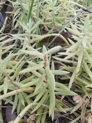 Sedum lineare