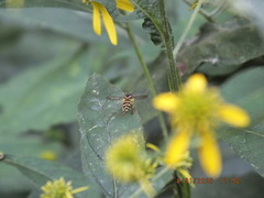 Xanthogramma flavipes