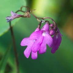 Epidendrum longicaule
