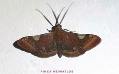 Aplogompha costimaculata