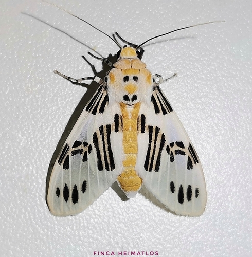 Idalus daga