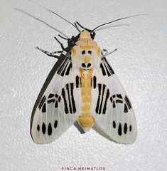 Idalus daga