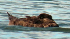 Melanitta perspicillata