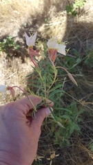 Oenothera nuttallii