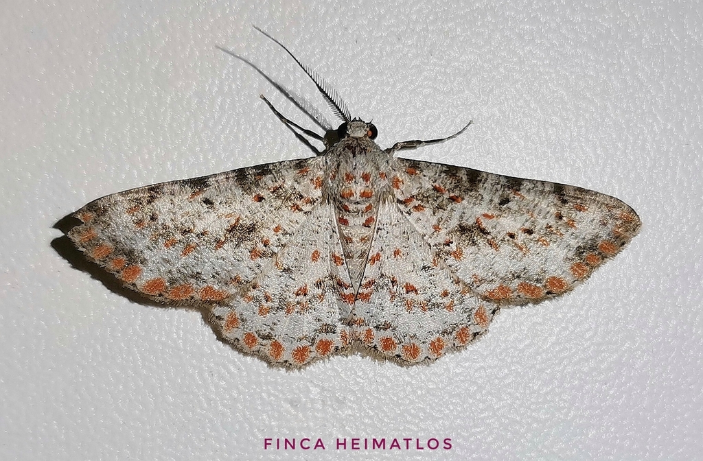 Stenalcidia sanguistellata