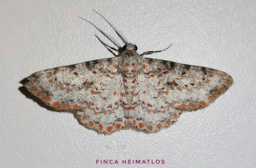 Stenalcidia sanguistellata