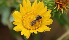Halictus tripartitus