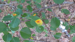 Pyrus communis pyraster