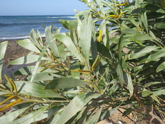 Juliflorae
