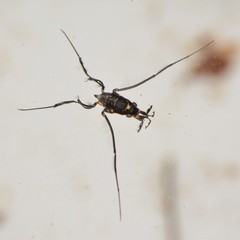 Rheumatobates rileyi