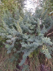Chamaecytisus borysthenicus