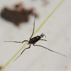 Rheumatobates rileyi