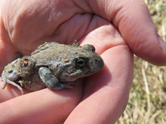 Pleurodema bufoninum
