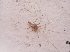 Pholcus phalangioides