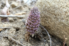 Pholisma arenarium