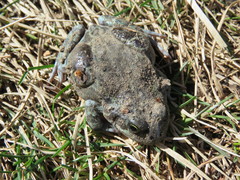 Pleurodema bufoninum