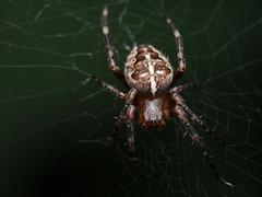 Araneus diadematus