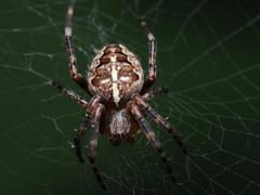 Araneus diadematus