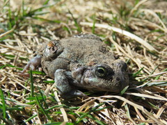 Pleurodema bufoninum