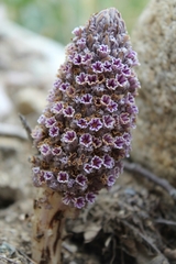 Pholisma arenarium