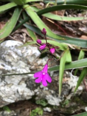 Epidendrum longicaule