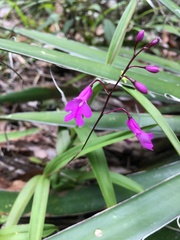 Epidendrum longicaule