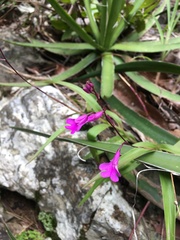 Epidendrum longicaule