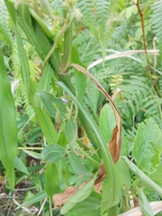 Glycine max soja