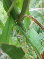 Glycine max soja