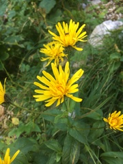 Crepis pyrenaica
