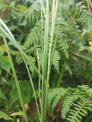 Carex dispalata