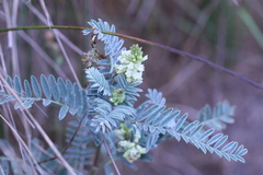 Astragalus pycnostachyus