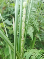 Carex dispalata