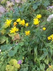 Crepis pyrenaica