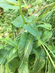 Crepis pyrenaica