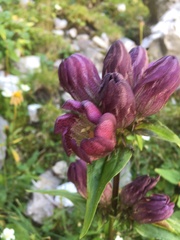 Gentiana pannonica