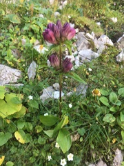 Gentiana pannonica
