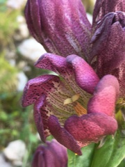 Gentiana pannonica