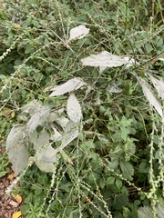 Verbena urticifolia